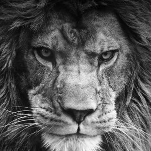 Meet your Posher, Franco